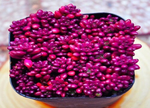 绝对养不死的多肉