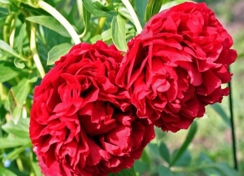 芍药哪个品种好看好养