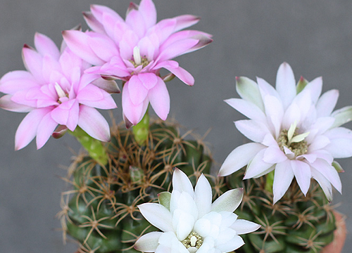 仙人球在什么情况下会开花