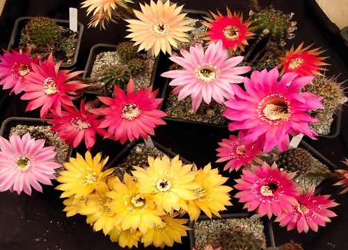 仙人球在什么情况下会开花