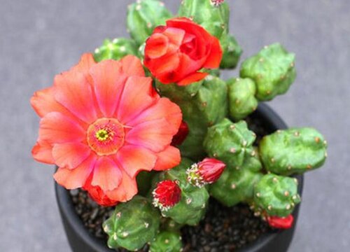 仙人球在什么情况下会开花