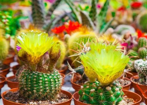 仙人球在什么情况下会开花