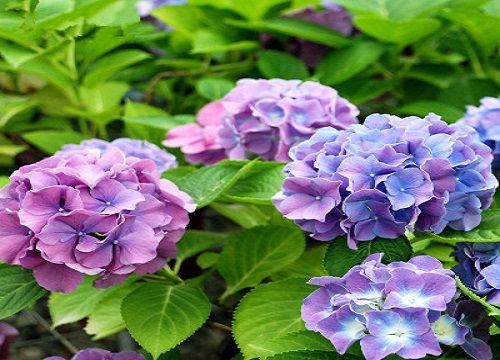 绣球花调色硫酸铝和硫酸亚铁