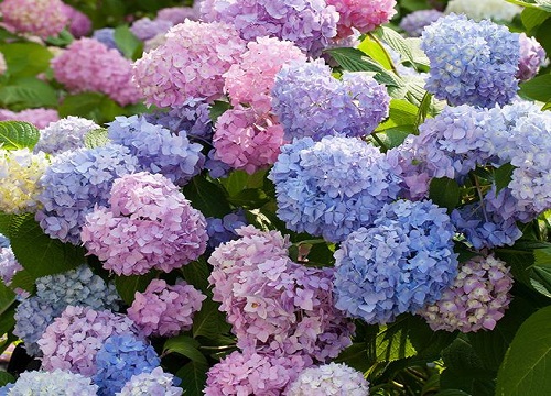 绣球花调色硫酸铝和硫酸亚铁