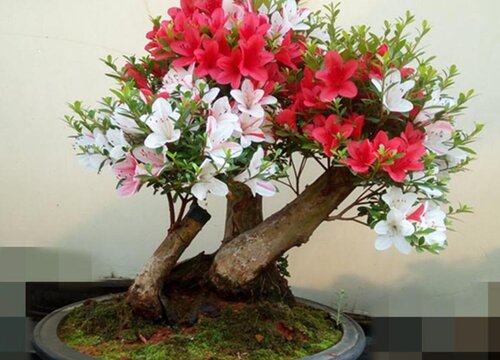 杜鹃花怎么换土换盆