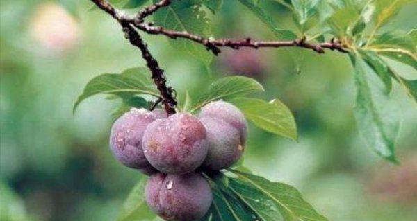 桃树可以嫁接黑布林吗