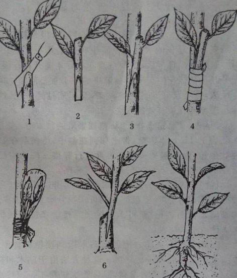 桃树可以嫁接黑布林吗