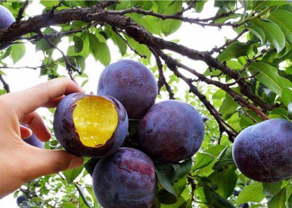 桃树可以嫁接黑布林吗