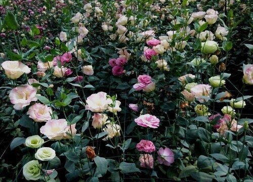 洋桔梗什么时候播种合适