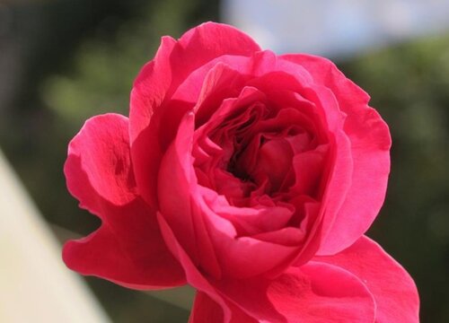 皇家胭脂月季是藤本还是灌木