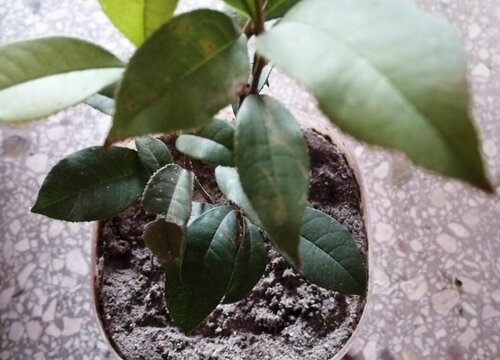 桂花树怎么过冬天