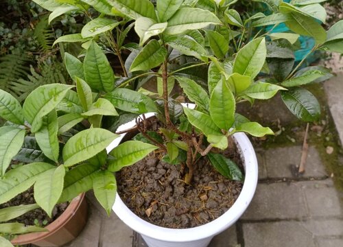 桂花树怎么过冬天