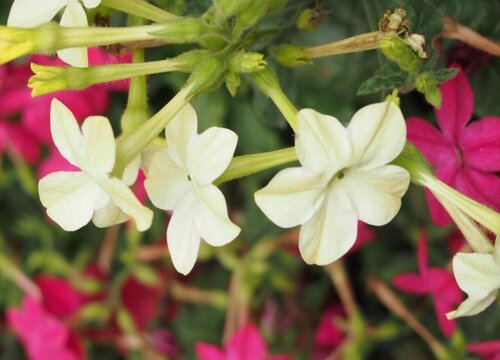 花烟草花期是什么时候