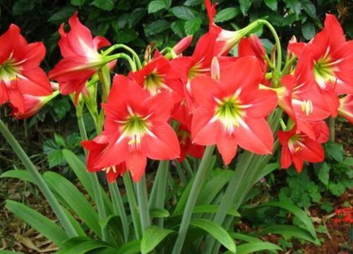 朱顶红不开花都是哪些原因造成的