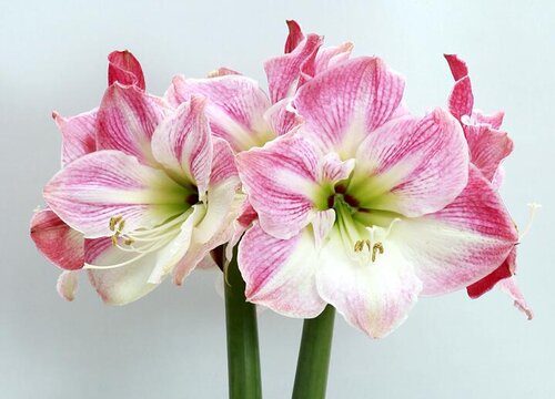 朱顶红不开花都是哪些原因造成的