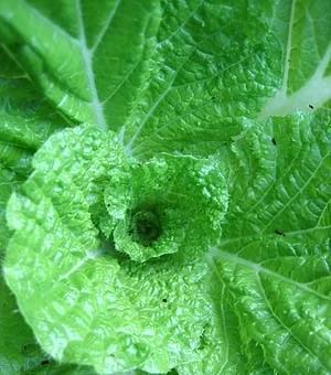 大白菜包心结实增产措施