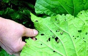 大白菜包心结实增产措施