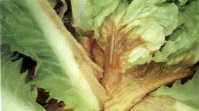 大白菜包心结实增产措施