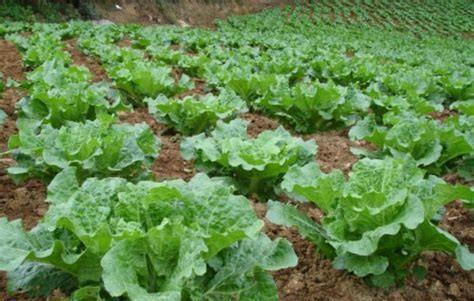 大白菜包心结实增产措施