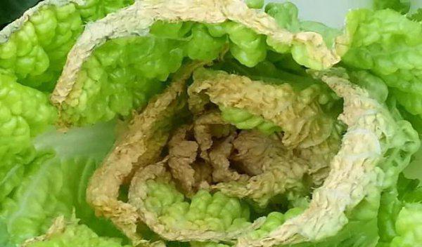 大白菜包心结实增产措施