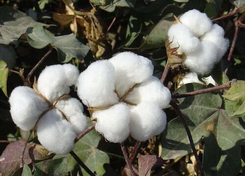 2023至2023棉花价格预测