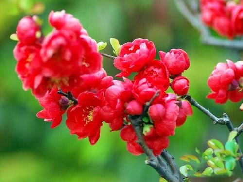 海棠扦插生根最快方法