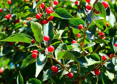 越椒是什么植物类别