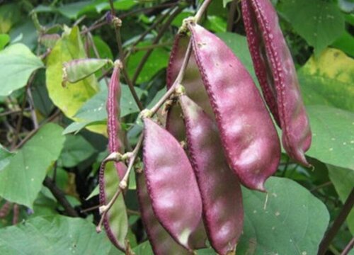 紫架豆种植时间和方法