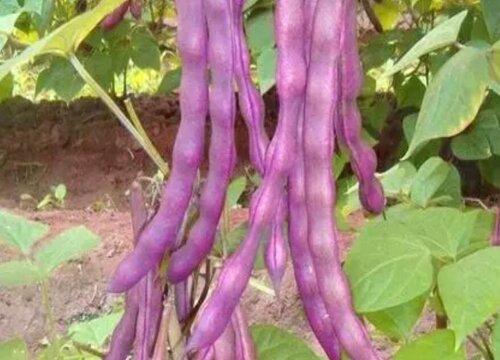 紫架豆种植时间和方法