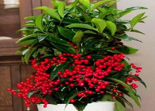 金玉满堂花的养殖方法和注意事项