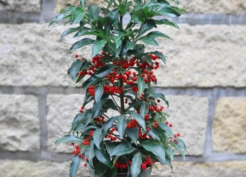 金玉满堂花的养殖方法和注意事项