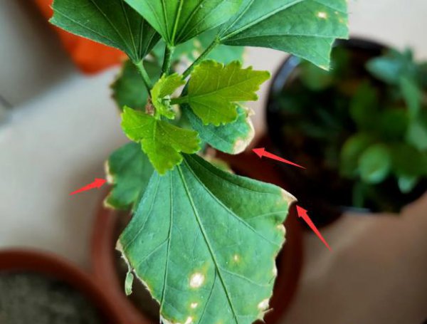 木槿花叶子干枯怎么回事