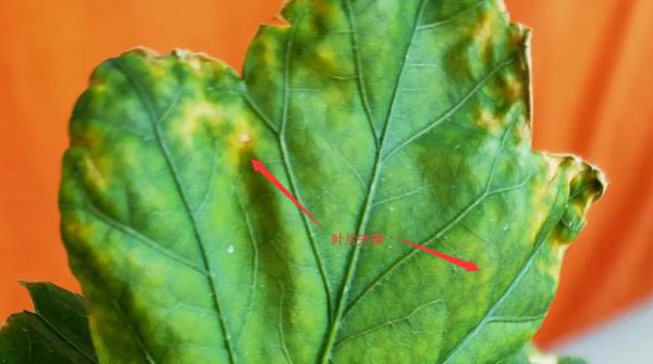 木槿花叶子干枯怎么回事