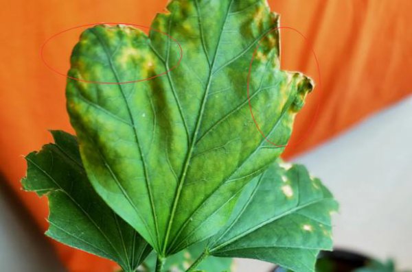 木槿花叶子干枯怎么回事