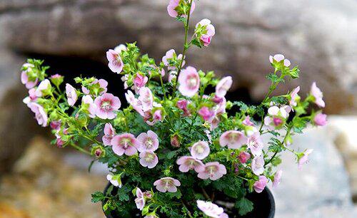 木槿花叶子干枯怎么回事