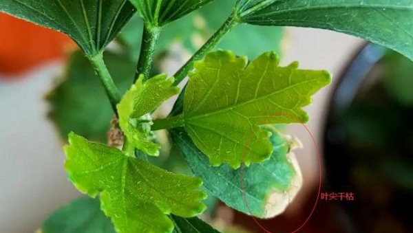 木槿花叶子干枯怎么回事