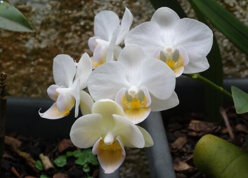 如何养护兰花可以防止两腐发生