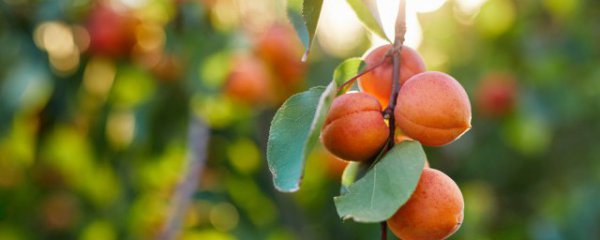 杏能不能和西瓜一起吃