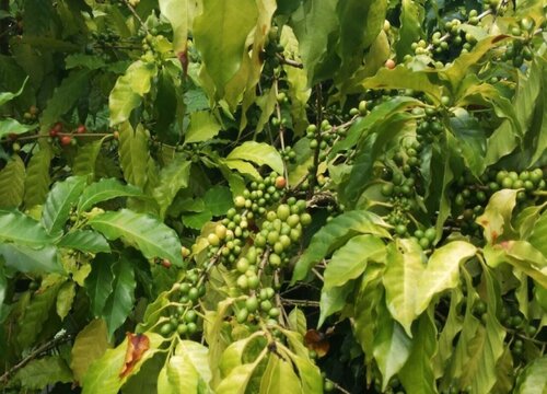 胖大海是植物吗