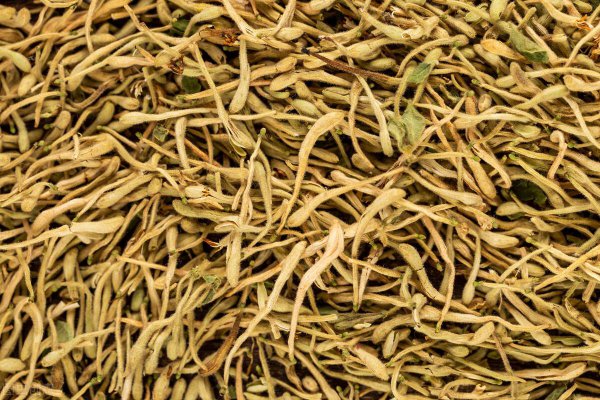 种植金银花一亩的成本和利润