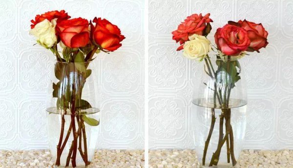 花店买的玫瑰一般能放几天