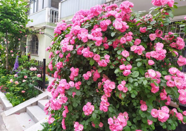 藤本安吉拉月季的优缺点