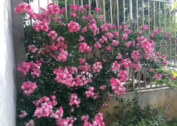 藤本安吉拉月季的优缺点