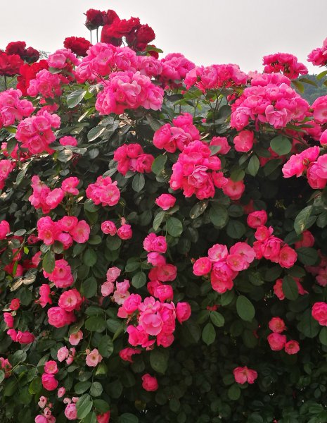 藤本安吉拉月季的优缺点