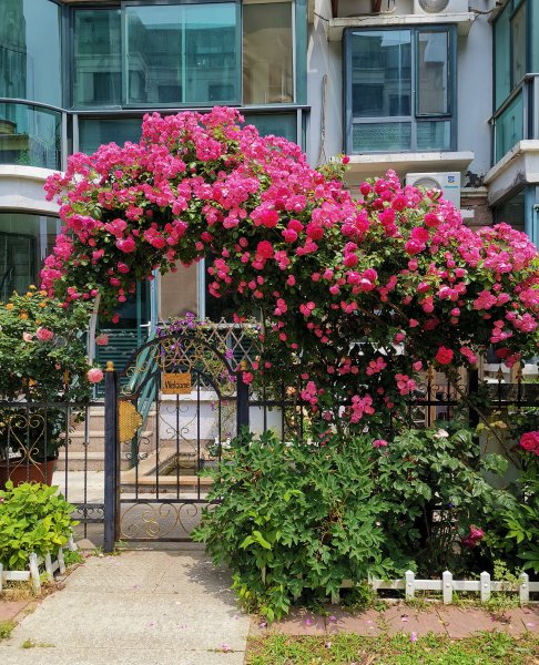 藤本安吉拉月季的优缺点