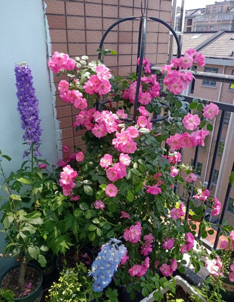 藤本安吉拉月季的优缺点