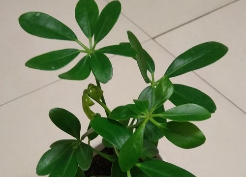 鸭脚木夏天可以换盆吗