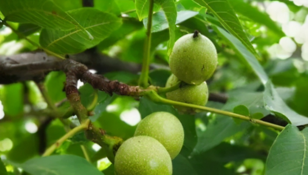 核桃什么季节成熟采摘上市