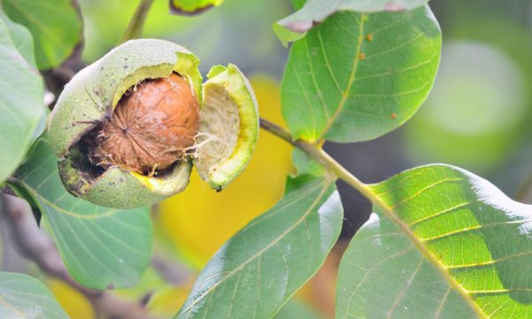 核桃什么季节成熟采摘上市