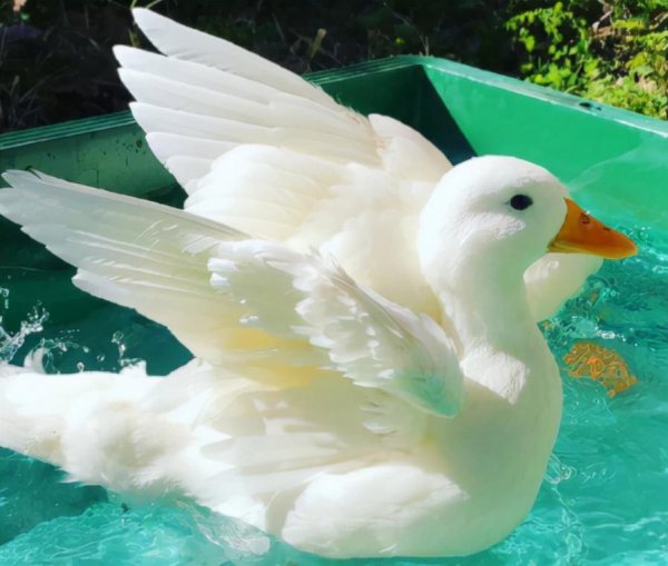 暗示已经有对象的短句